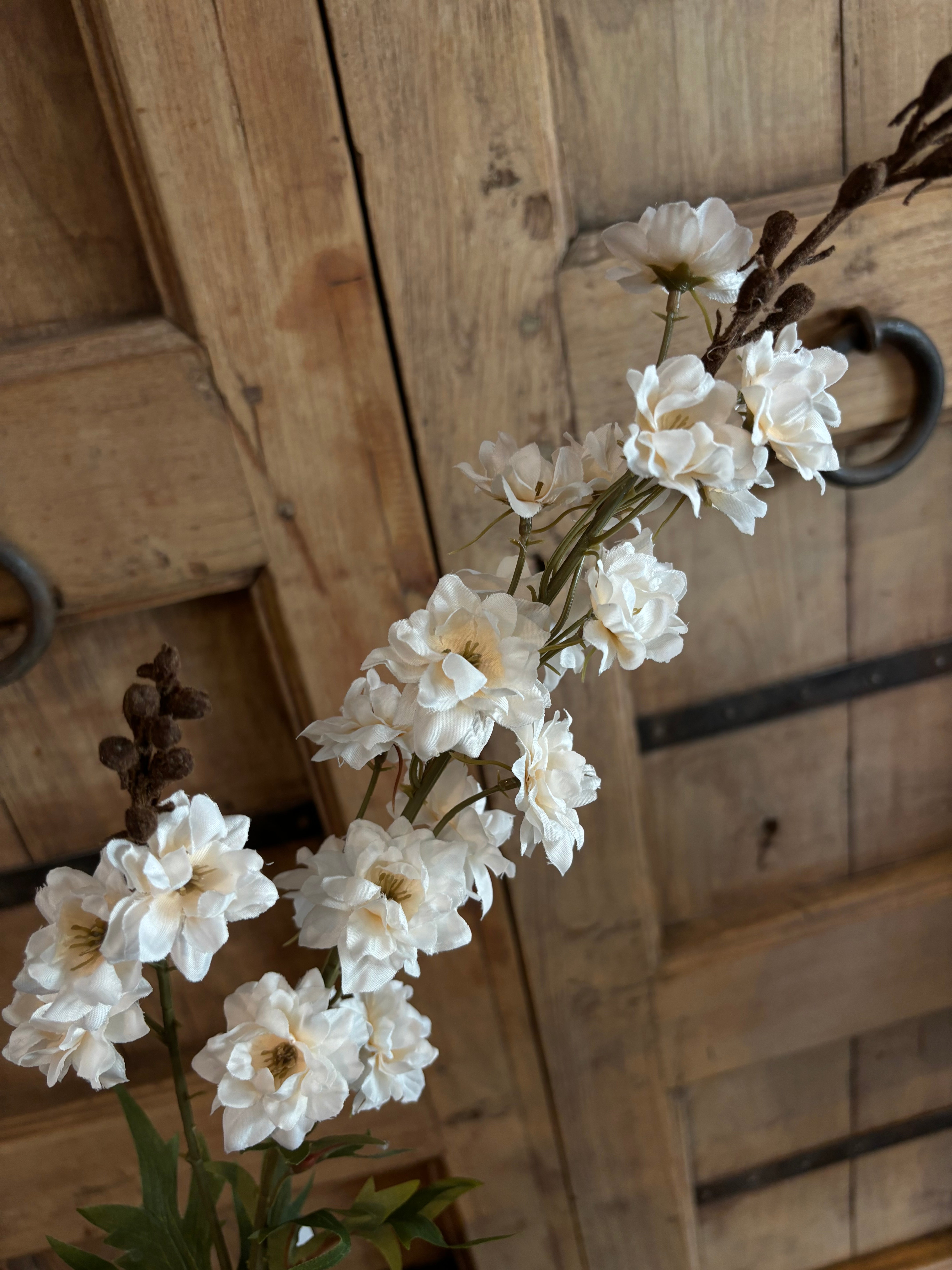 Delphinium white