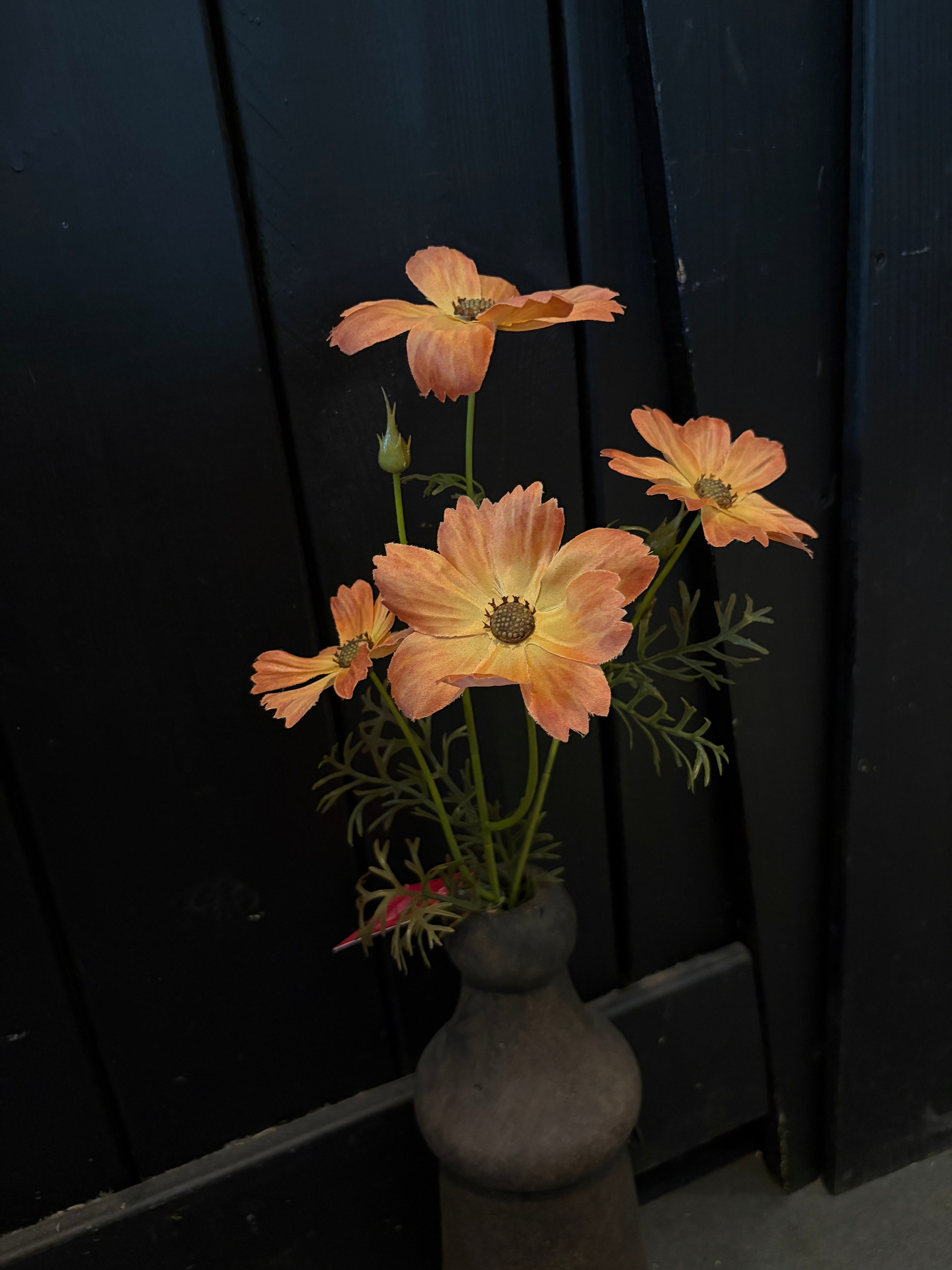 Cosmos 2 kleuren