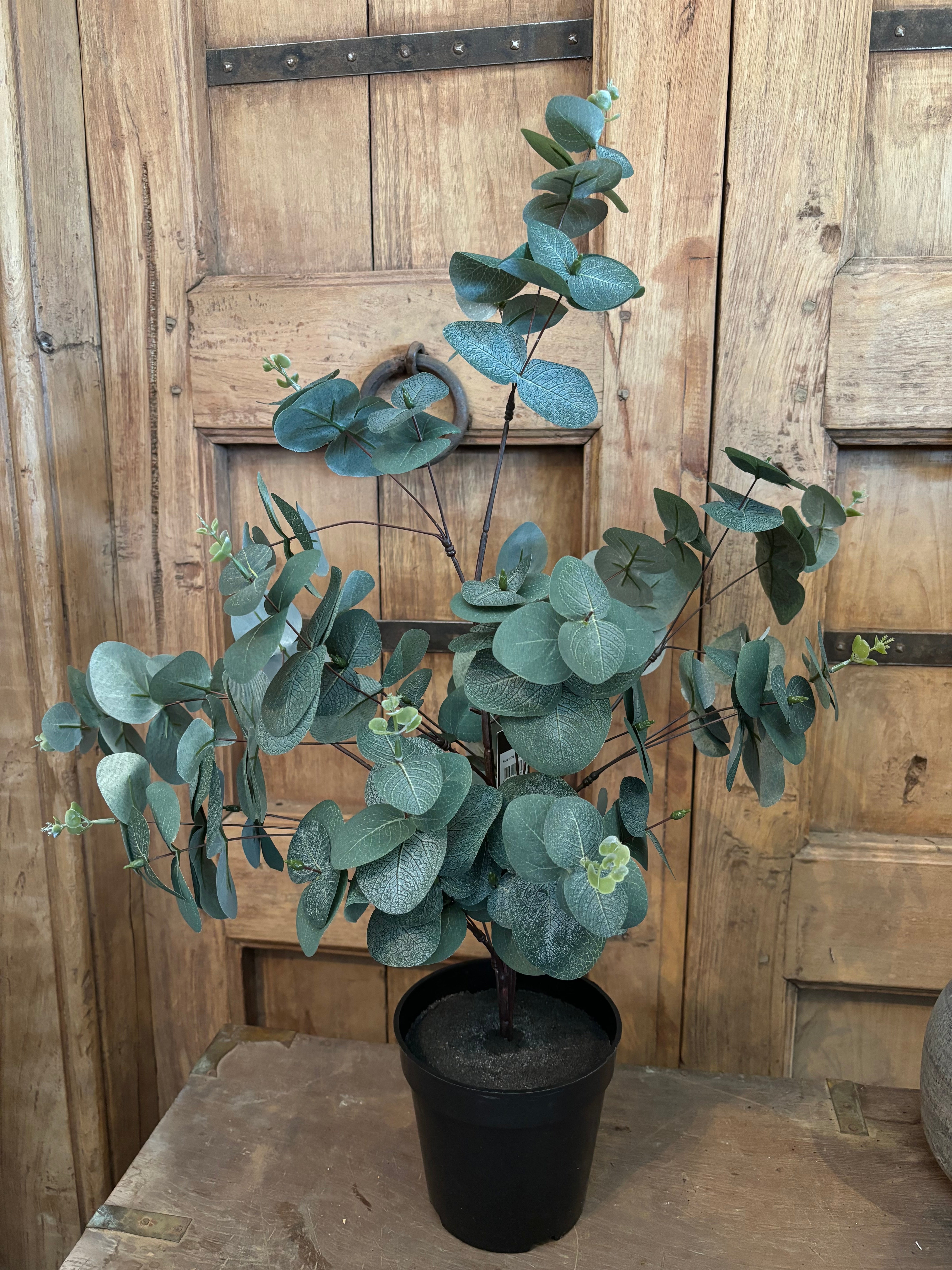 Eucalyptus boompje 60cm