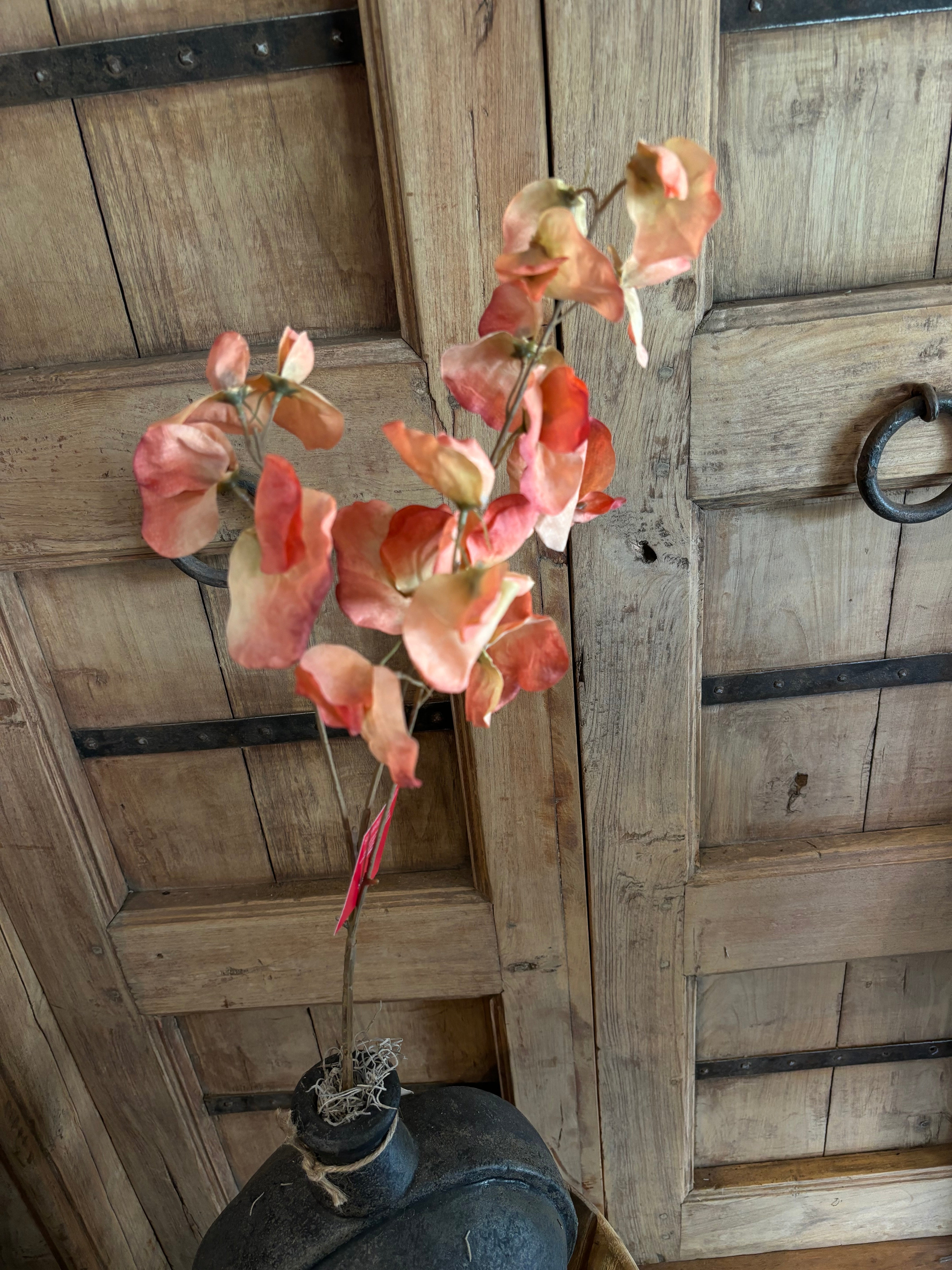 Lathyrus Peach