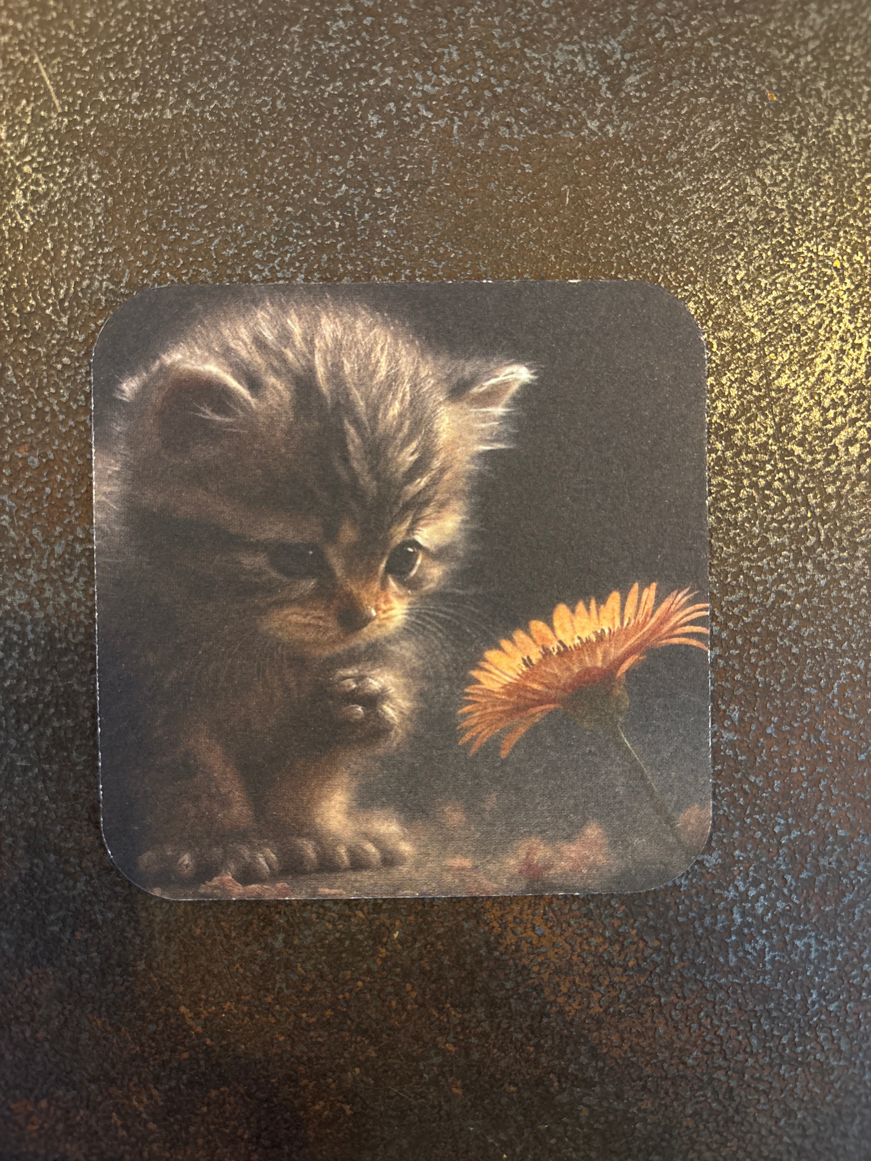 Viltje poes