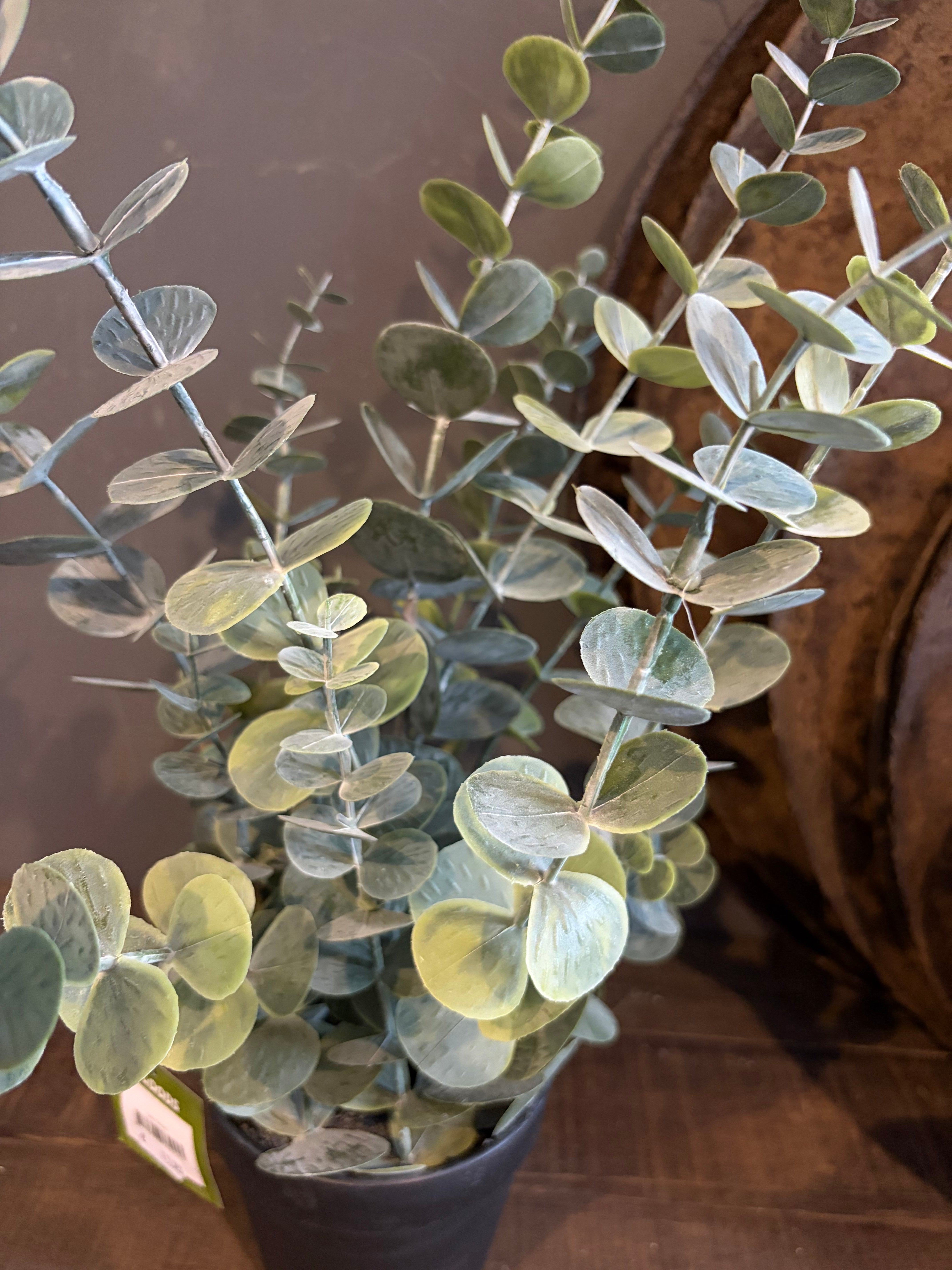 Kunst eucalyptus in pot