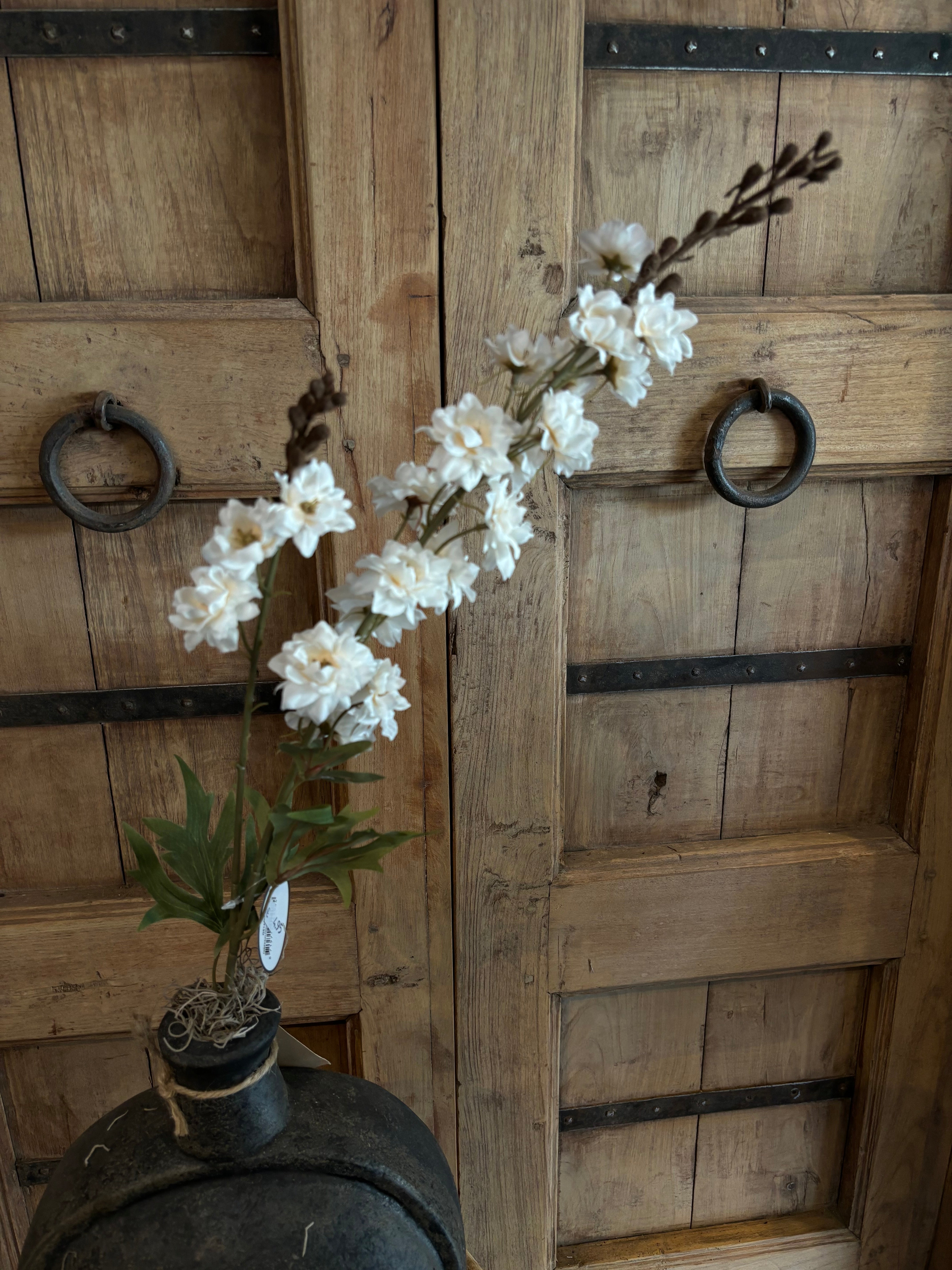 Delphinium white
