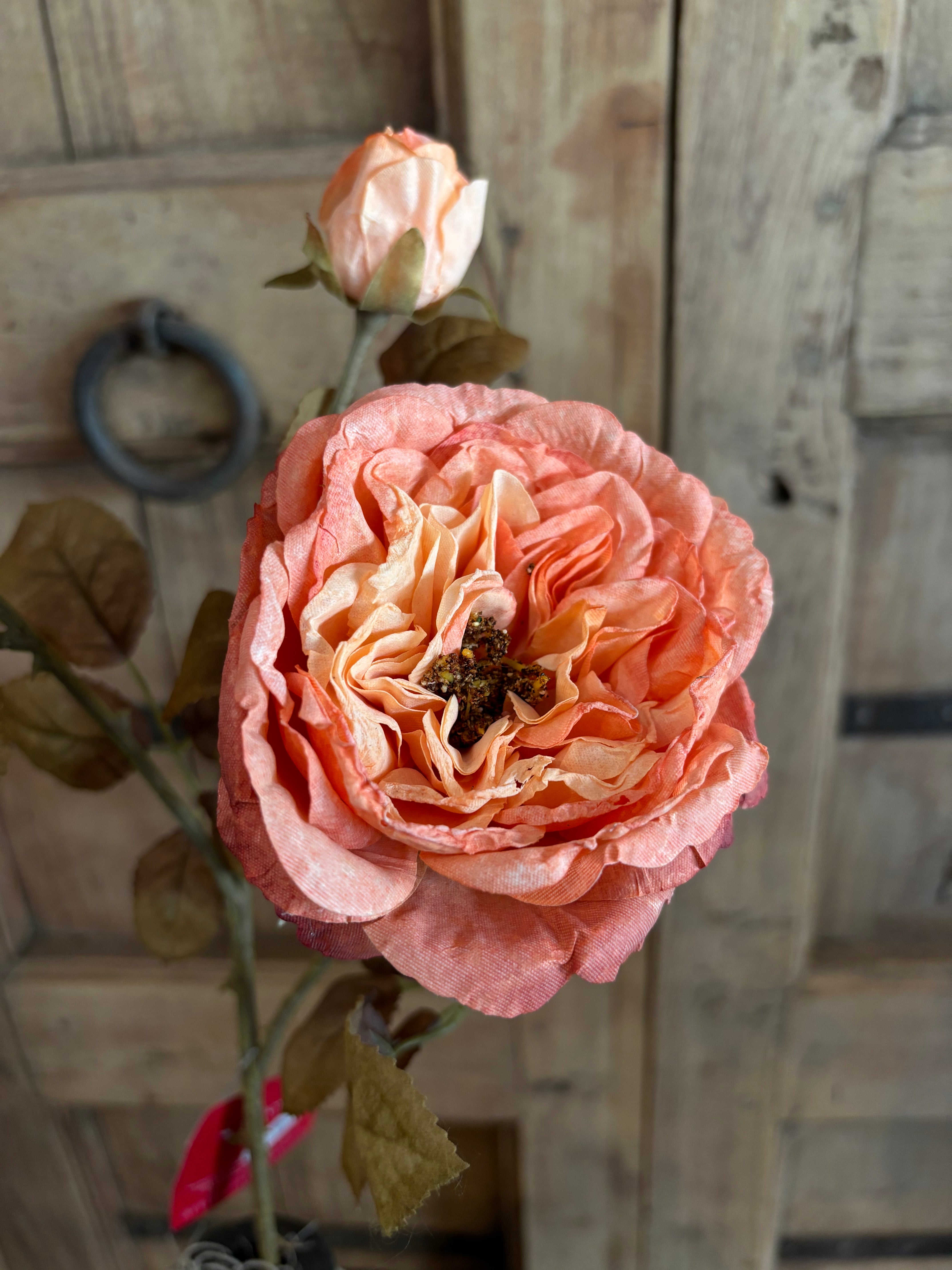 Roos Peach
