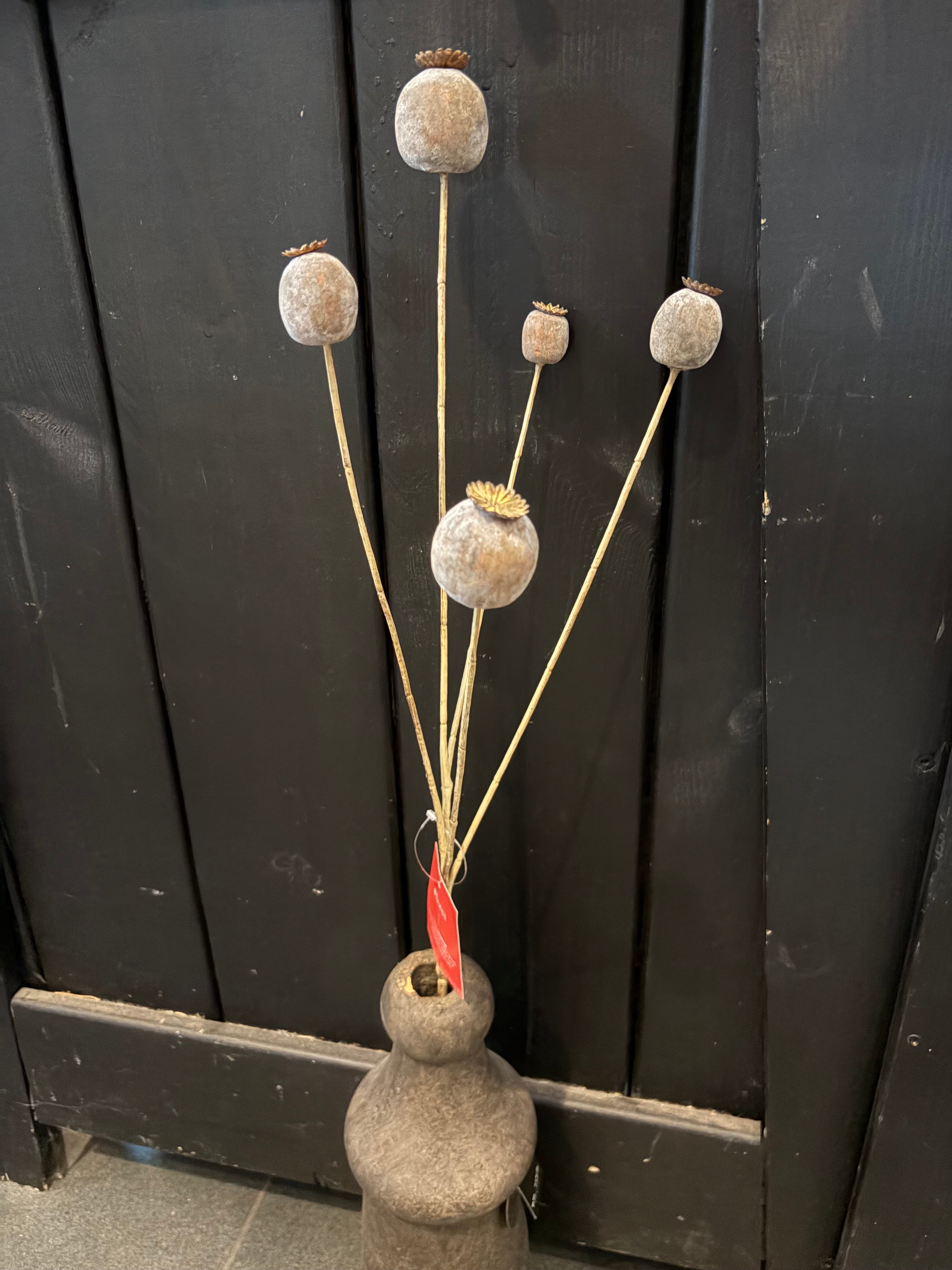 Papaver