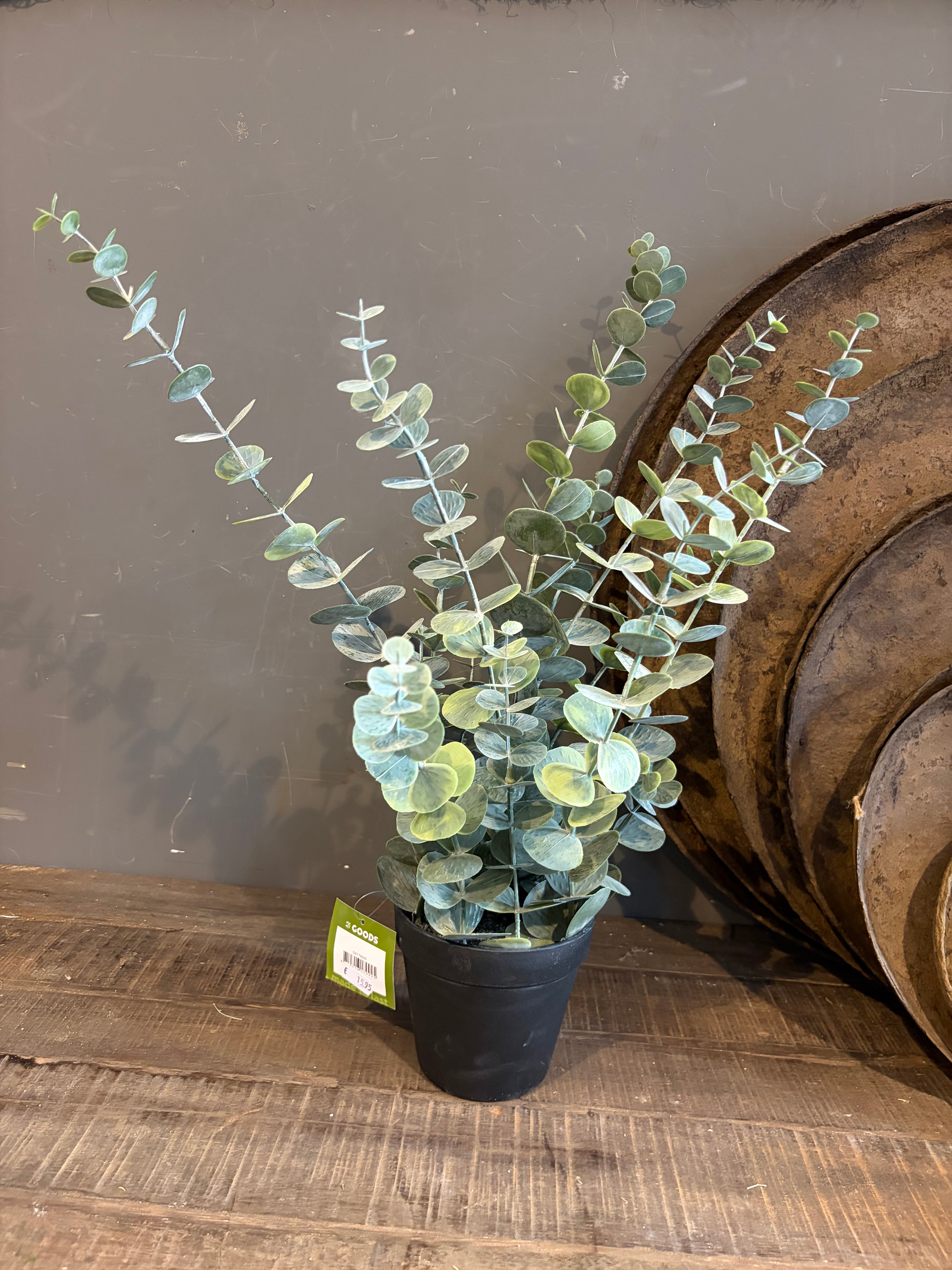 Kunst eucalyptus in pot