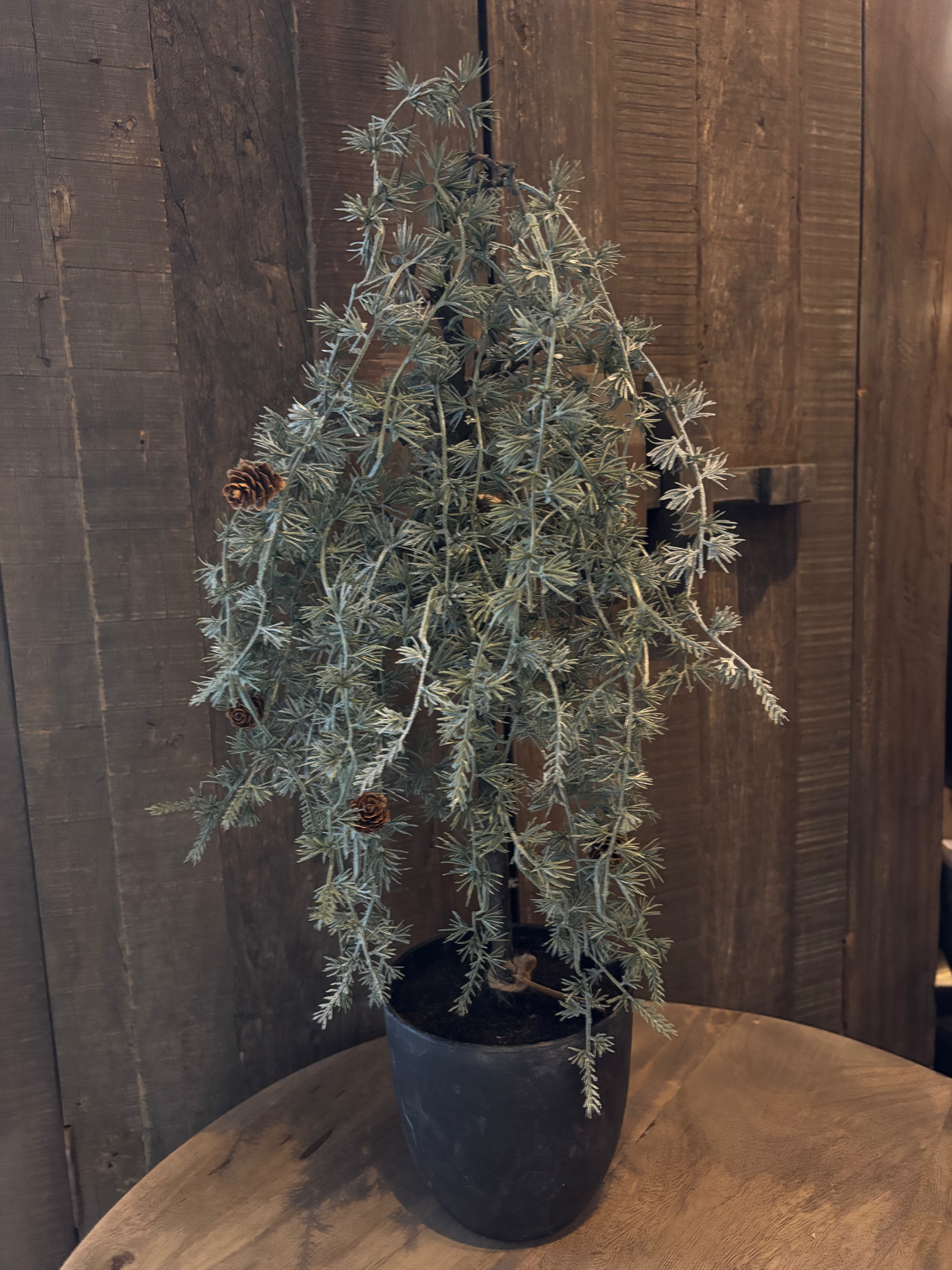 Sober boompje klein 60cm