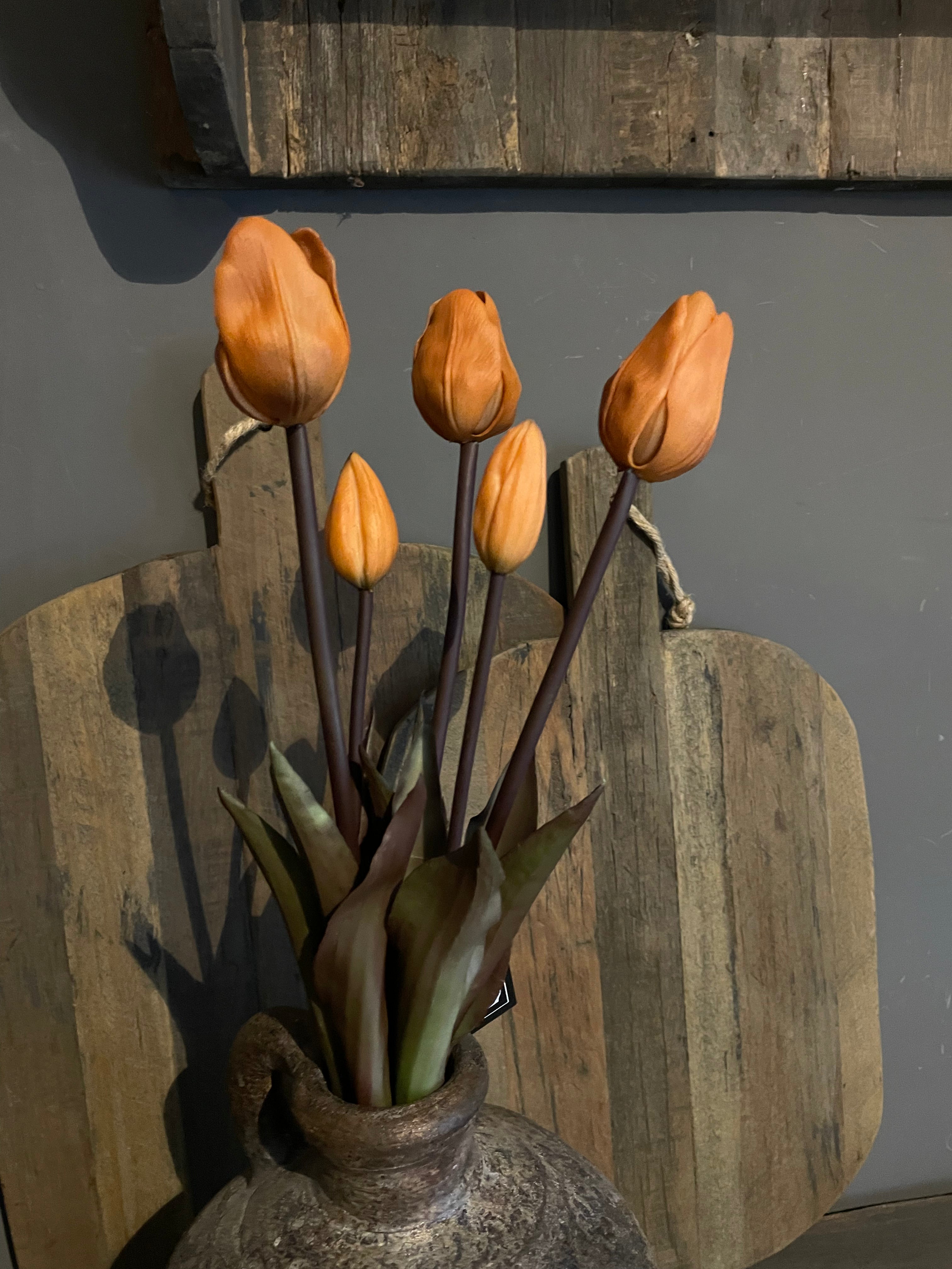 Tulpen rusty lang