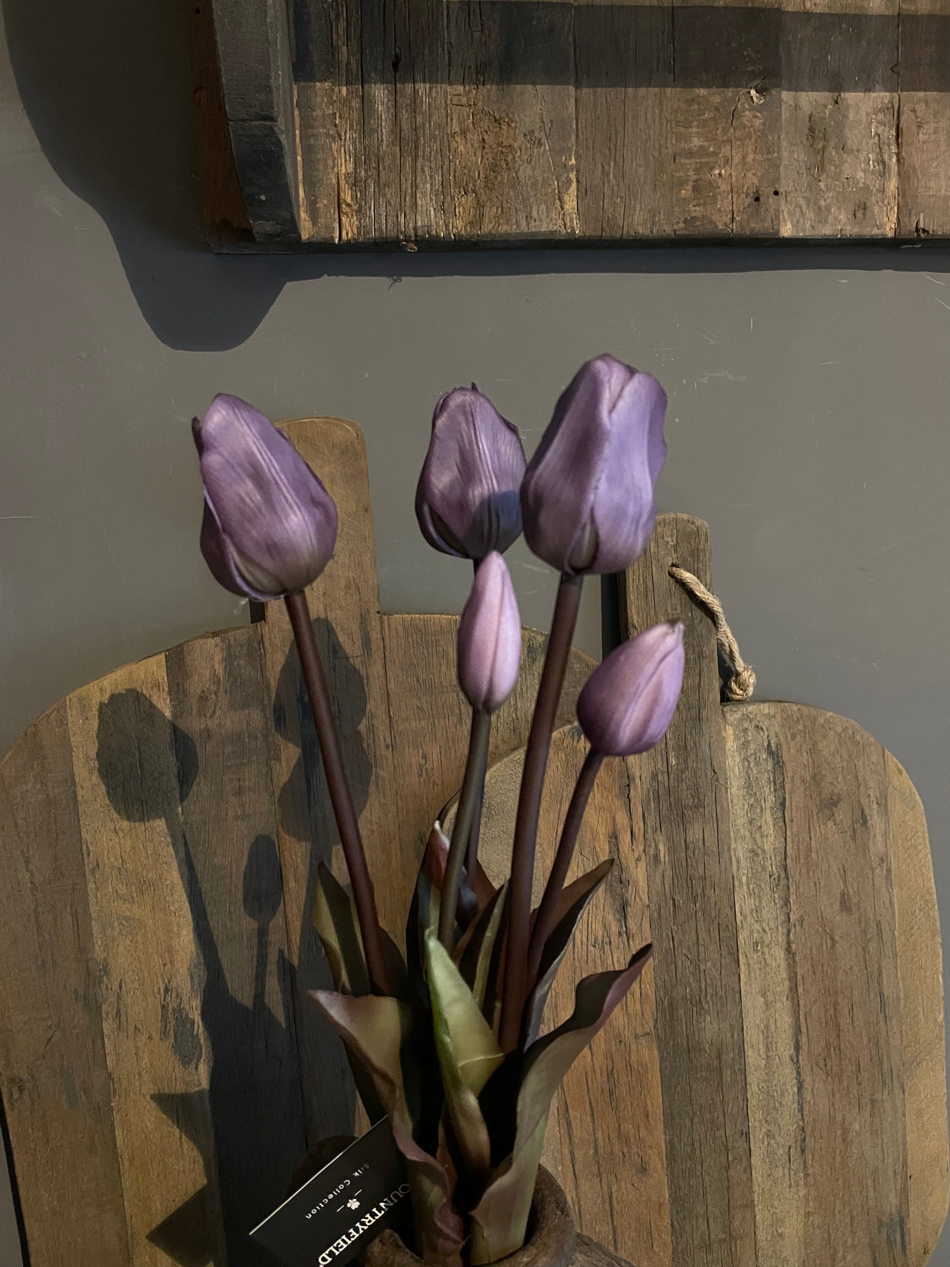 Tulpen deep purple lang