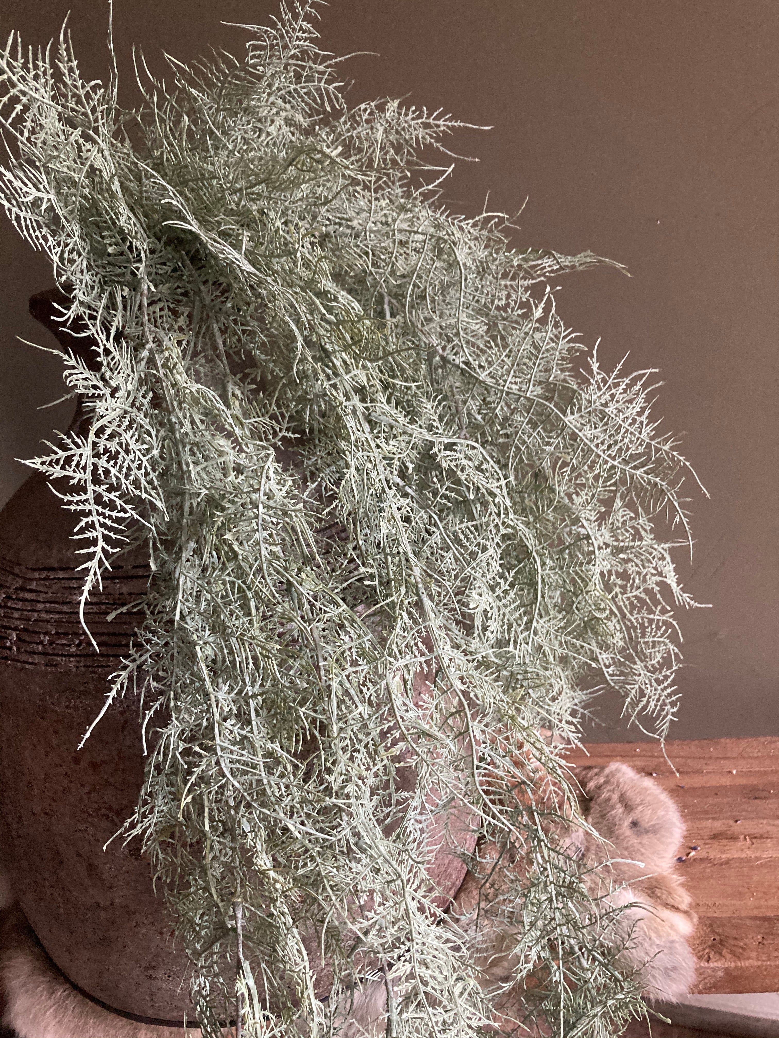 Kunst Asparagus